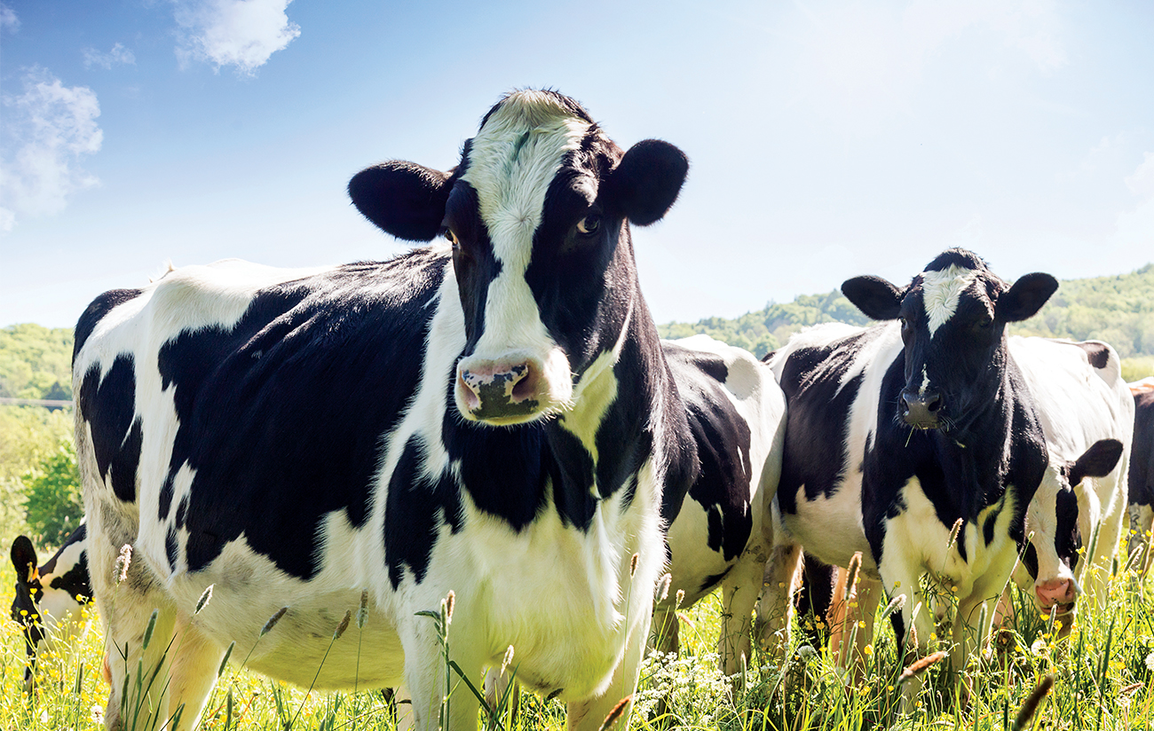 Close-up of cows in summer