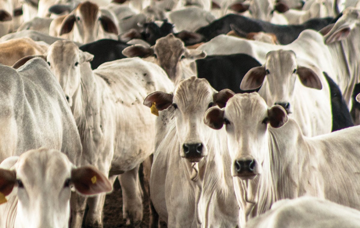 Global methane pledge and the Brazilian beef industry Insights CRA