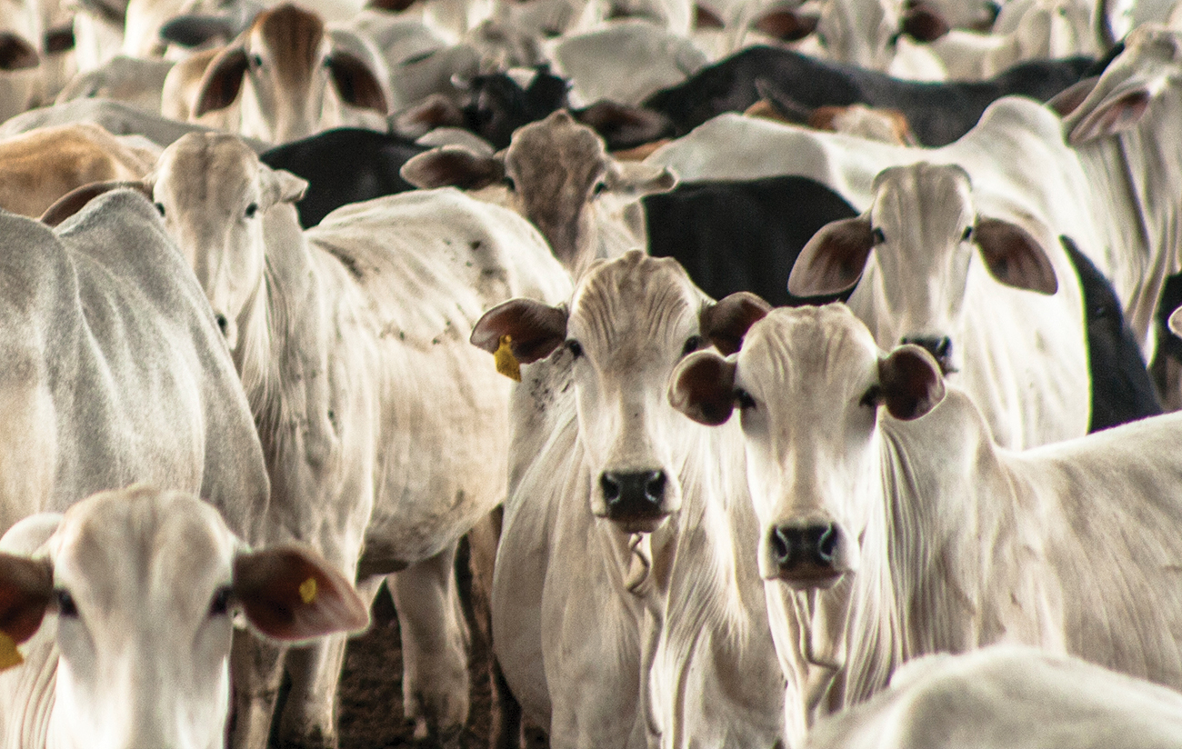 Charles River Associates Nelore Cattle Herd in Confinement