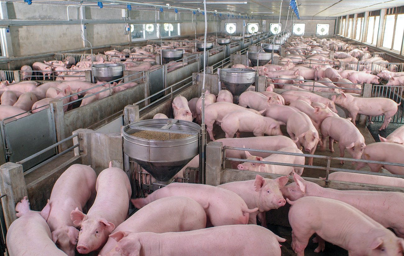 Charles River Associates pig farm indoor pens