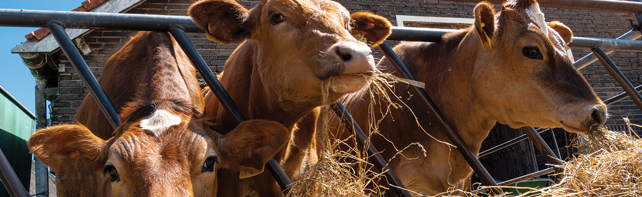 Young cows feeding hay closeup | Charles River Associates