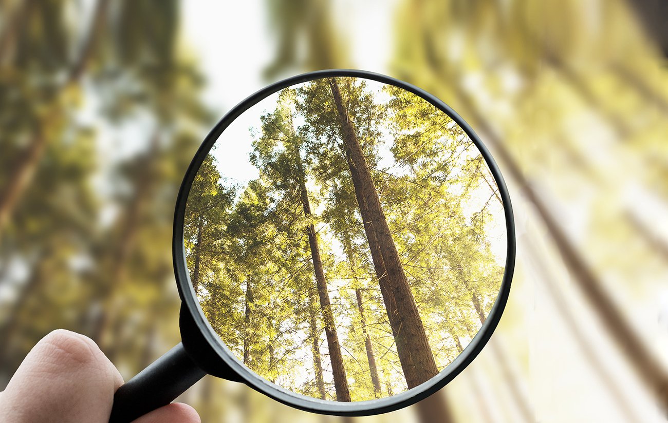 Magnifying glass forest view
